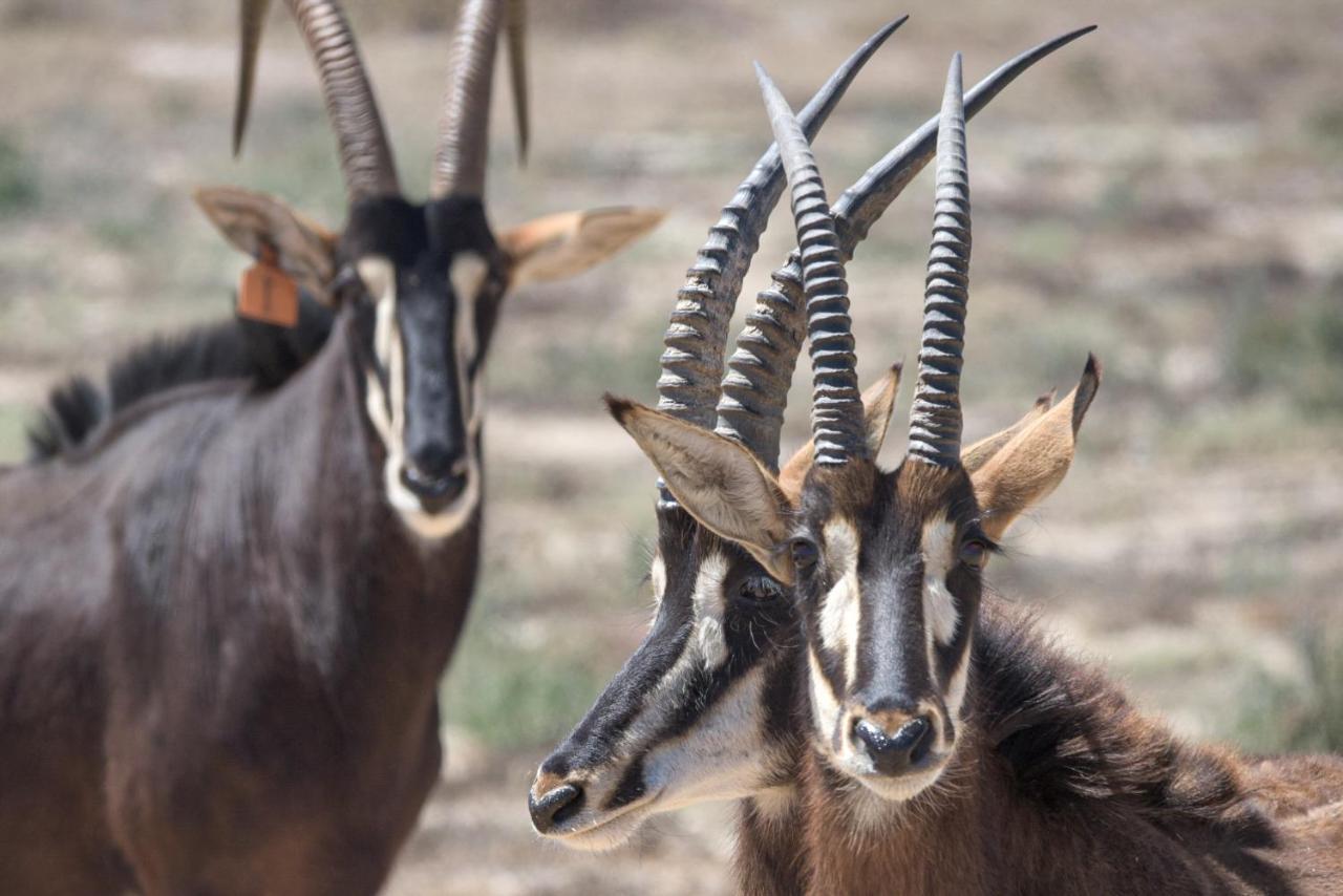 Lermitage Quagga Lodge - Chalets フェルドドリフ エクステリア 写真