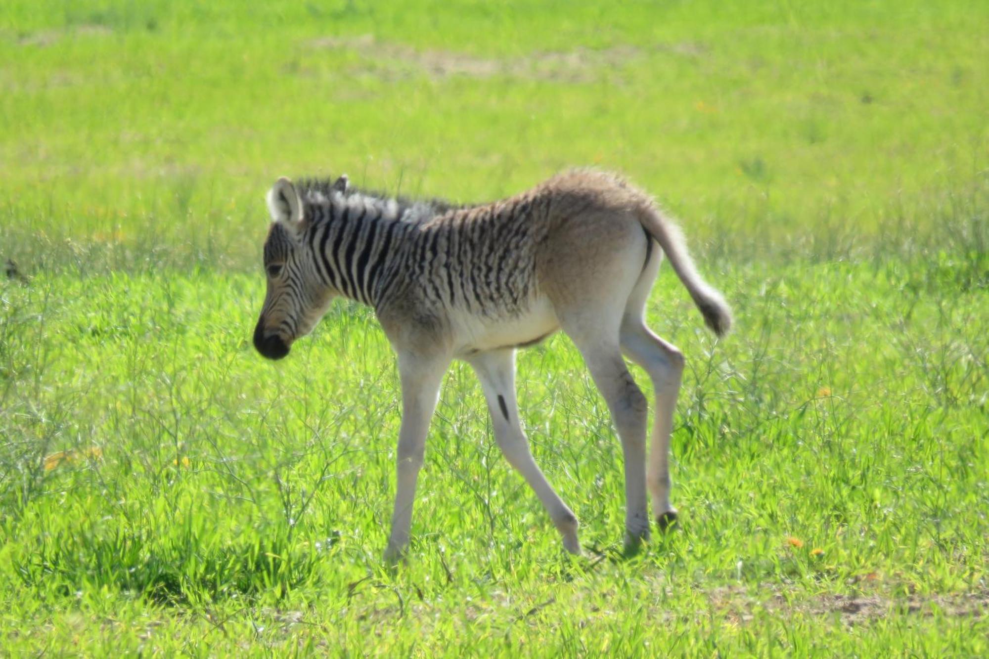 Lermitage Quagga Lodge - Chalets フェルドドリフ エクステリア 写真